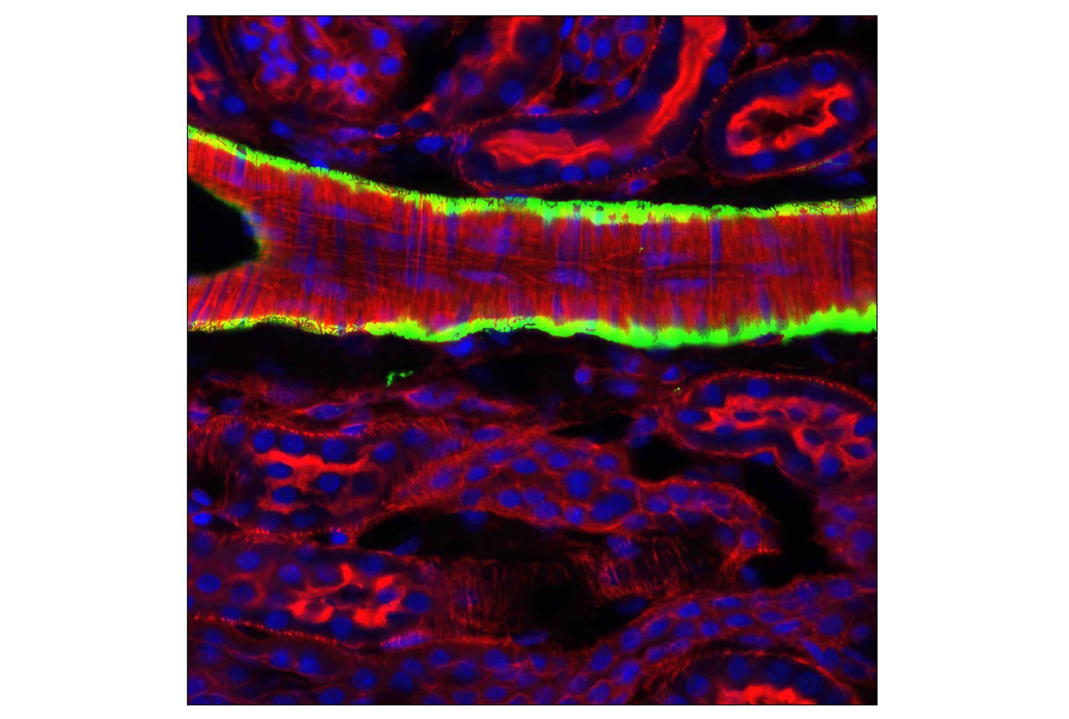 Immunofluorescence Image 1: α-Smooth Muscle Actin (1A4) Mouse mAb (Alexa Fluor® 488 Conjugate)