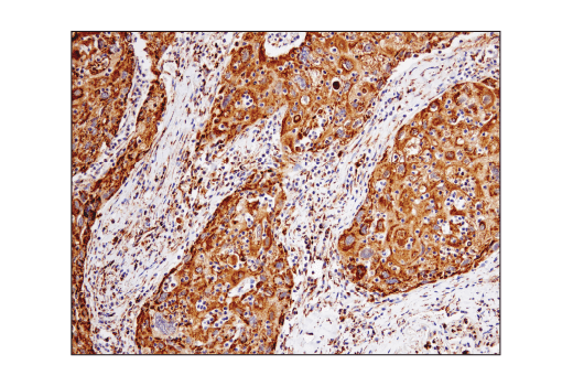 Immunohistochemistry Image 3: VDAC (D73D12) Rabbit mAb