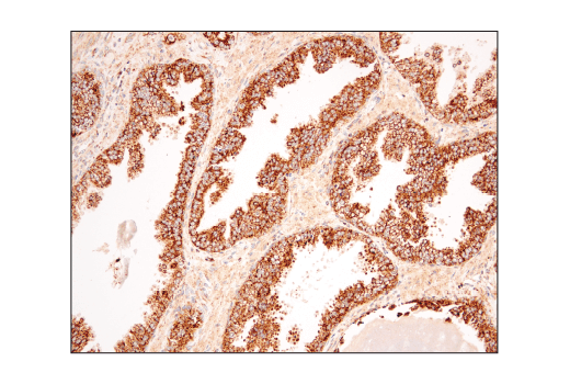 Immunohistochemistry Image 4: VDAC (D73D12) Rabbit mAb