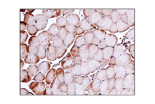 Immunohistochemistry Image 5: VDAC (D73D12) Rabbit mAb