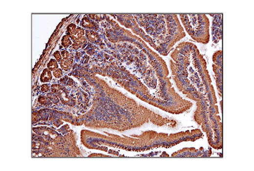 Immunohistochemistry Image 6: VDAC (D73D12) Rabbit mAb