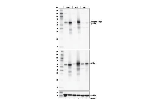  Image 3: Myc Family Profiling Antibody Sampler Kit