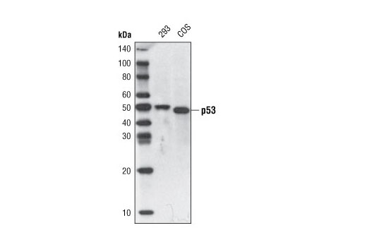 Western Blotting Image 1: p53 (7F5) Rabbit mAb (Biotinylated)