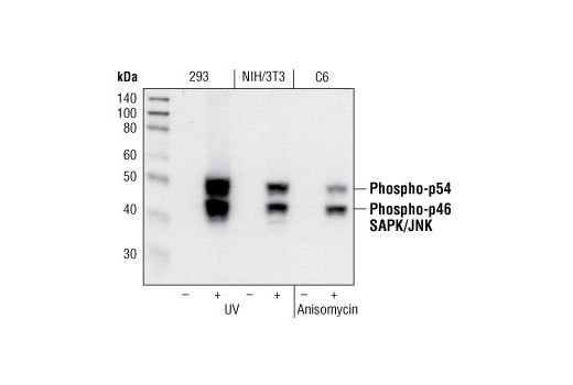  Image 13: Cannabinoid Receptor 1 Downstream Signaling Antibody Sampler Kit