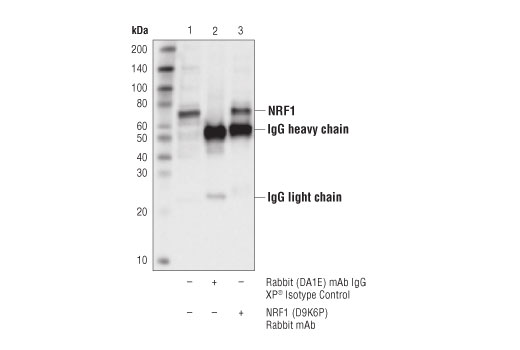 Immunoprecipitation Image 1: NRF1 (D9K6P) Rabbit mAb