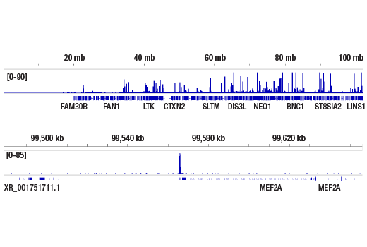 Chromatin Immunoprecipitation Image 2: NRF1 (D9K6P) Rabbit mAb