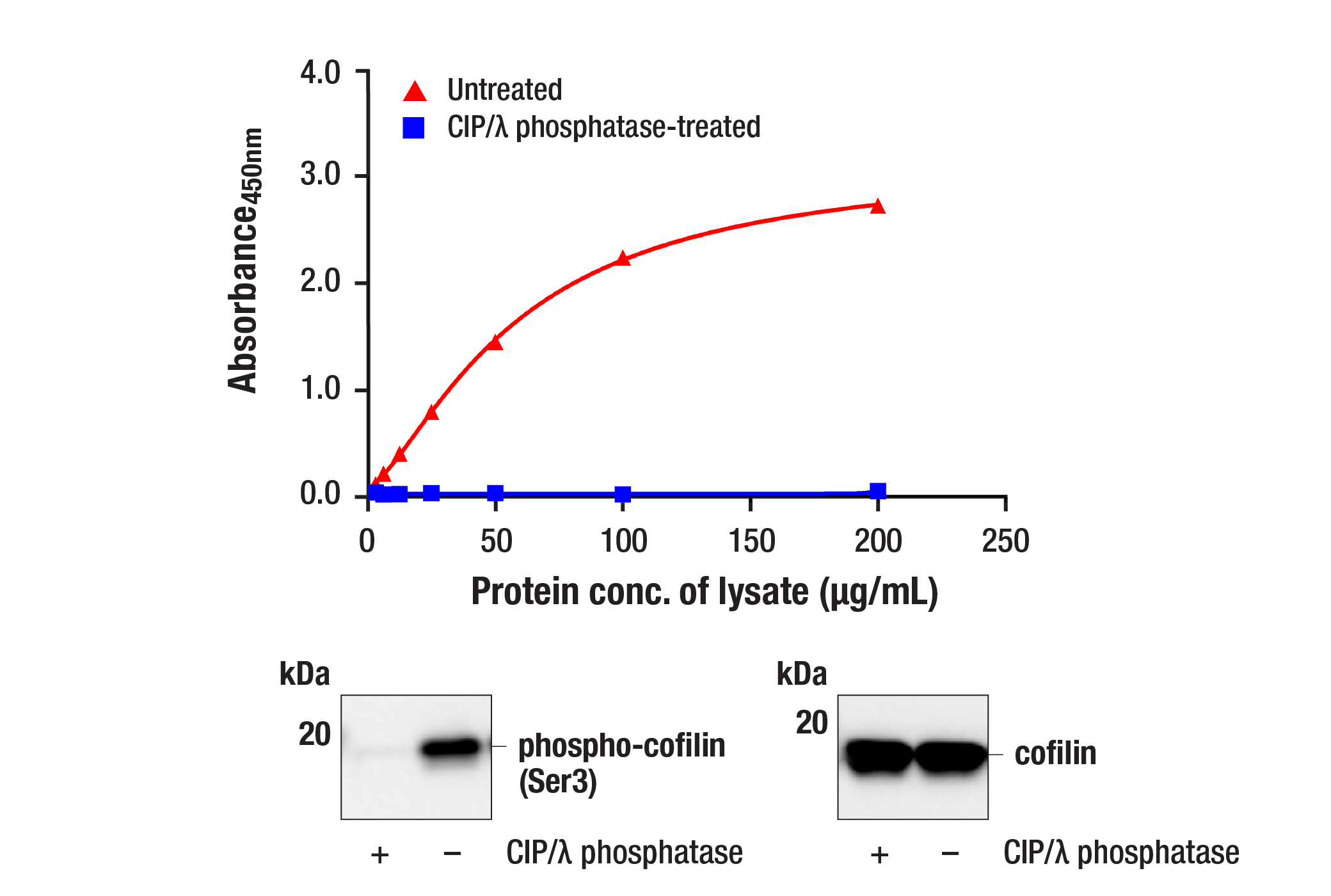  Image 1: PathScan® RP Phospho-Cofilin (Ser3) Sandwich ELISA Kit