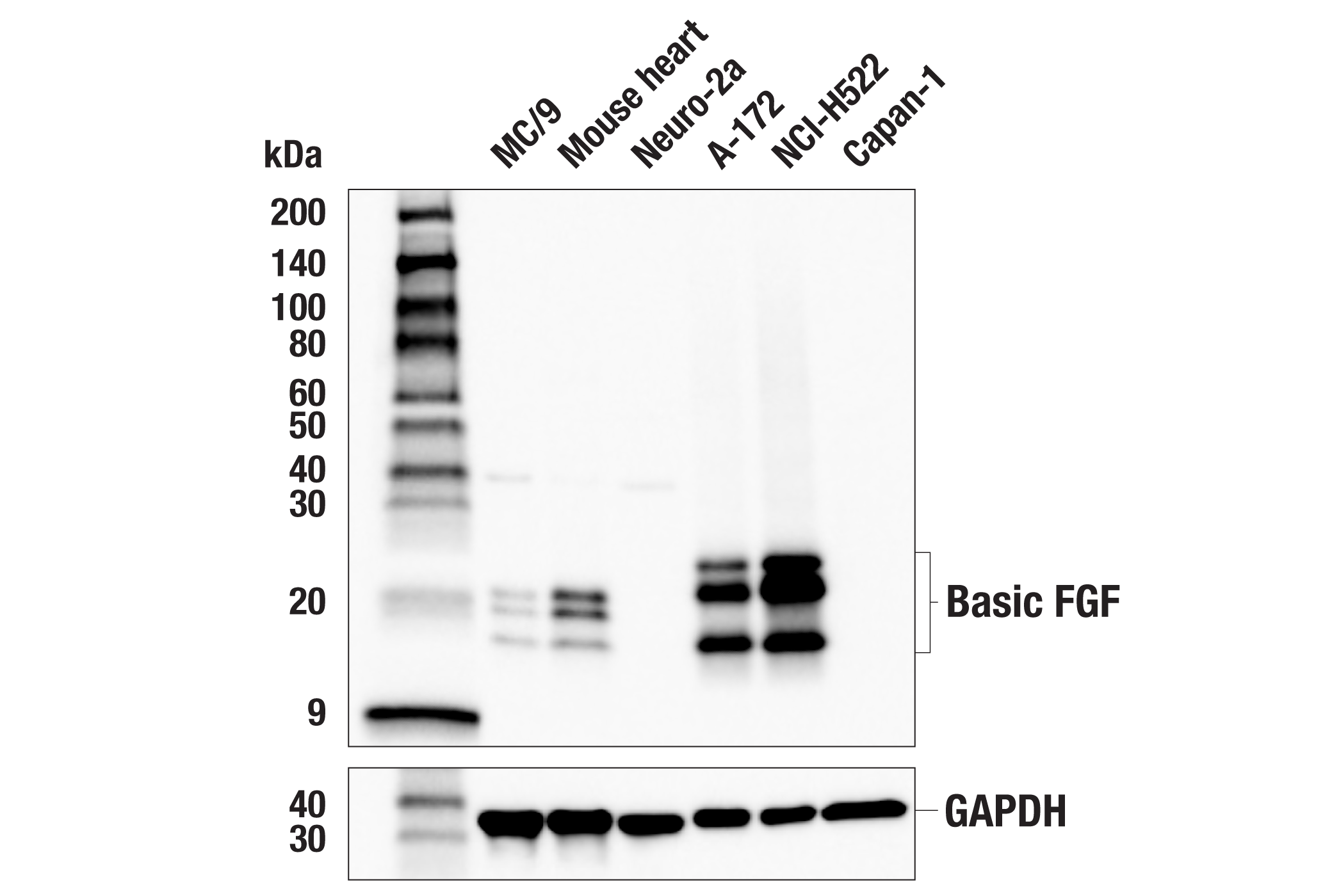 Basic Fgf E5y6m Rabbit Mab Cell Signaling Technology