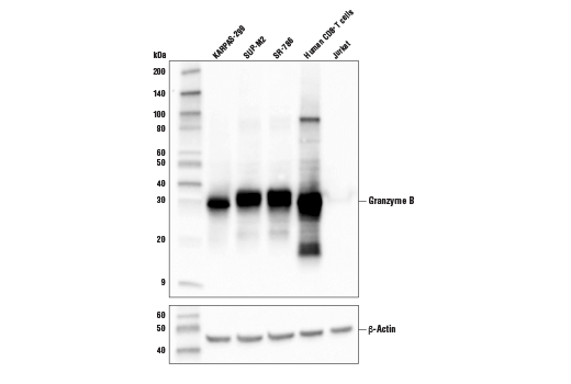  Image 7: Human Exhausted CD8+ T Cell IHC Antibody Sampler Kit