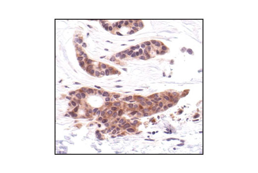 Immunohistochemistry Image 1: MEK1/2 (L38C12) Mouse mAb