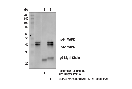  Image 8: PDGF Receptor Activation Antibody Sampler Kit