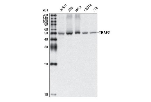 Western Blotting Image 1: TRAF2 (C192) Antibody
