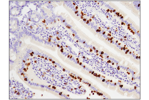 Immunohistochemistry Image 1: CD3ε (D4V8L) Rabbit mAb (BSA and Azide Free)