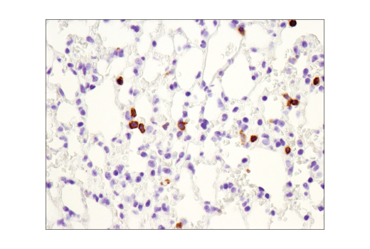 Immunohistochemistry Image 4: CD3ε (D4V8L) Rabbit mAb (BSA and Azide Free)