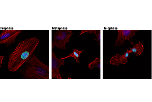 Immunofluorescence Image 1: Phospho-Histone H3 (Ser10) (D7N8E) XP® Rabbit mAb (BSA and Azide Free)