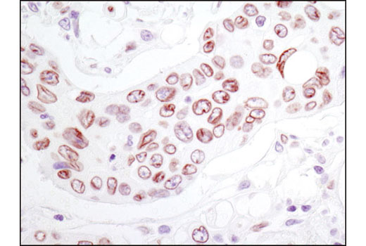  Image 44: Microglia Cross Module Antibody Sampler Kit