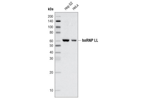 Western Blotting Image 1: hnRNP LL Antibody
