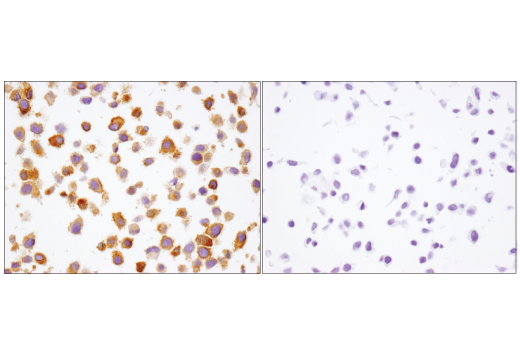Immunohistochemistry Image 3: β2-microglobulin (D8P1H) Rabbit mAb (BSA and Azide Free)