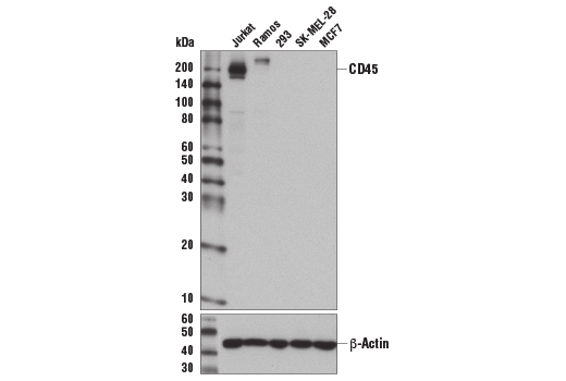 Western Blotting Image 1: CD45 (Intracellular Domain) (D9M8I) XP® Rabbit mAb (BSA and Azide Free)