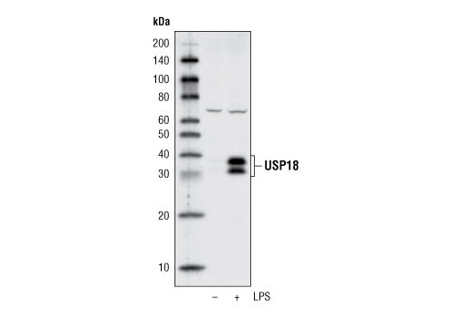  Image 4: USP Antibody Sampler Kit