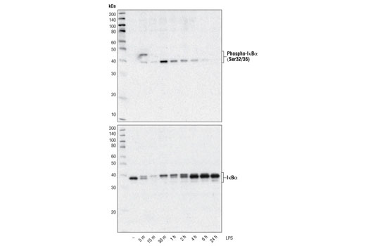 Western Blotting Image 1: IκBα (L35A5) Mouse mAb (Amino-terminal Antigen) (BSA and Azide Free)