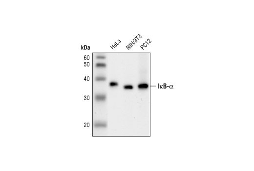 Western Blotting Image 2: IκBα (L35A5) Mouse mAb (Amino-terminal Antigen) (BSA and Azide Free)