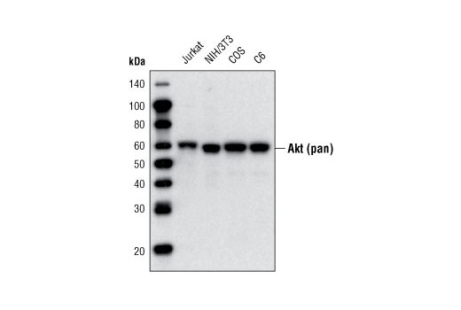 Western Blotting Image 1: Akt (pan) (40D4) Mouse mAb (Biotinylated)