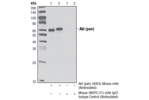 Immunoprecipitation Image 1: Akt (pan) (40D4) Mouse mAb (Biotinylated)