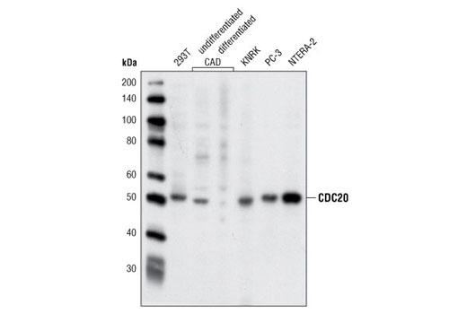 Western Blotting Image 1: CDC20 Antibody