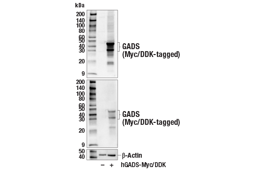 Western Blotting Image 2: GADS Antibody