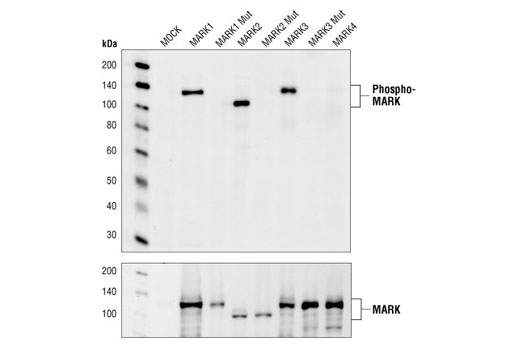 Western Blotting Image 1: Phospho-MARK Family (Activation Loop) Antibody