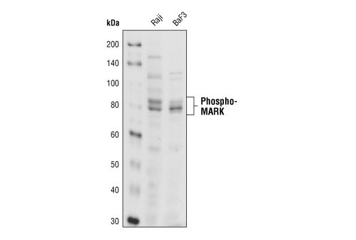 Western Blotting Image 2: Phospho-MARK Family (Activation Loop) Antibody