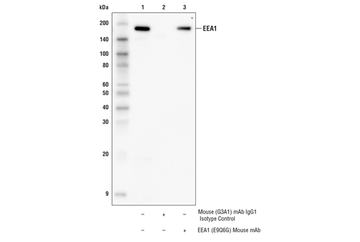 Immunoprecipitation Image 1: EEA1 (E9Q6G) Mouse mAb