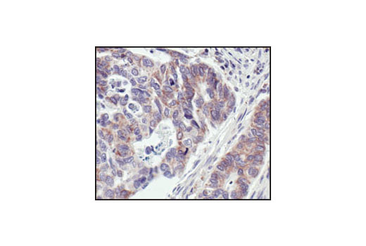 Immunohistochemistry Image 1: COX IV (3E11) Rabbit mAb