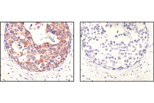  Image 24: Mitochondrial Marker Antibody Sampler Kit