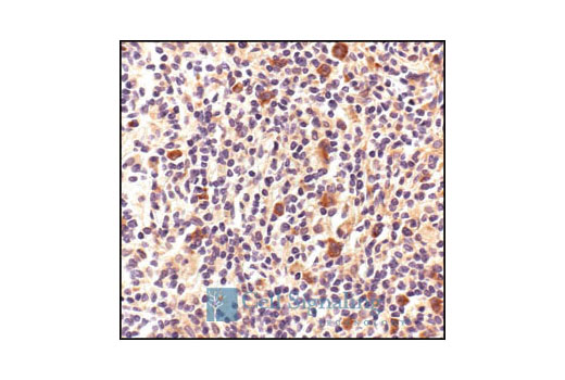  Image 28: Human Reactive Exosome Marker Antibody Sampler Kit