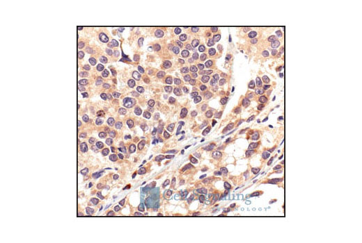  Image 27: Mouse Reactive Exosome Marker Antibody Sampler Kit
