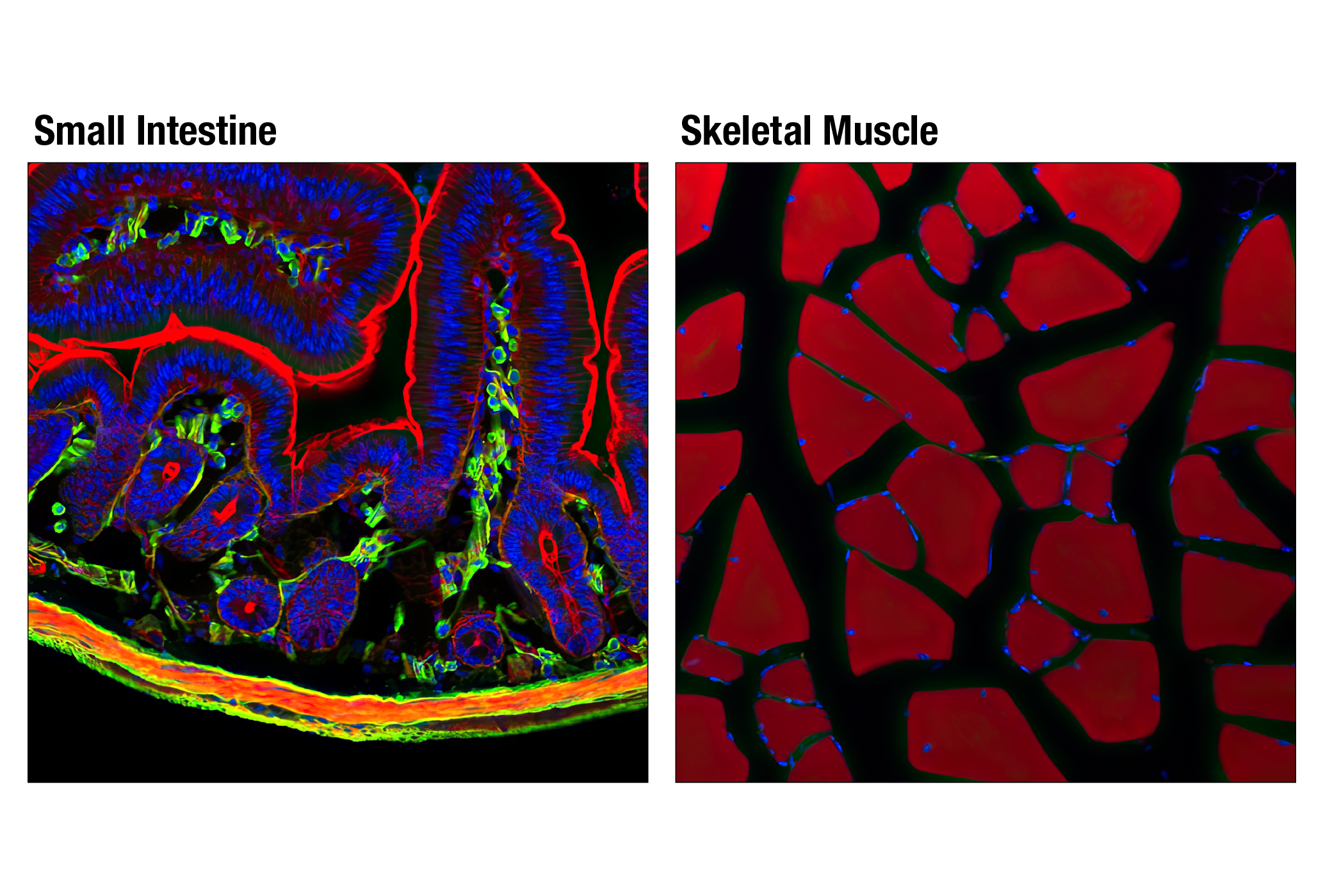 Immunofluorescence Image 1: α-Smooth Muscle Actin (1A4) Mouse mAb (IF Formulated)