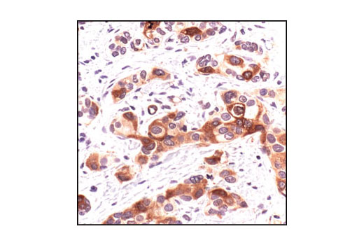 Immunohistochemistry Image 1: Phospho-cdc25C (Ser216) (63F9) Rabbit mAb