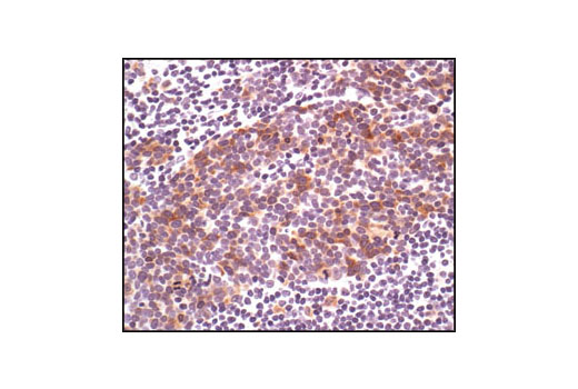 Immunohistochemistry Image 3: Phospho-cdc25C (Ser216) (63F9) Rabbit mAb