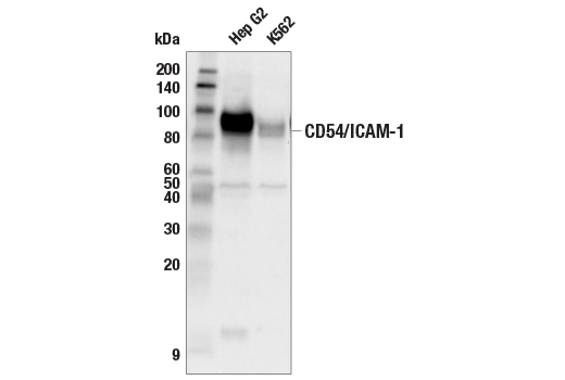 Western Blotting Image 1: CD54/ICAM-1 Antibody