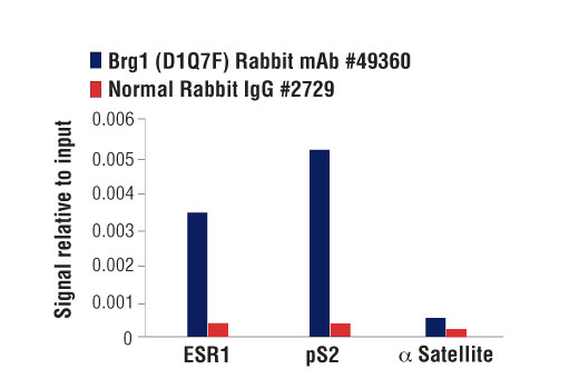 Chromatin Immunoprecipitation Image 3: Brg1 (D1Q7F) Rabbit mAb