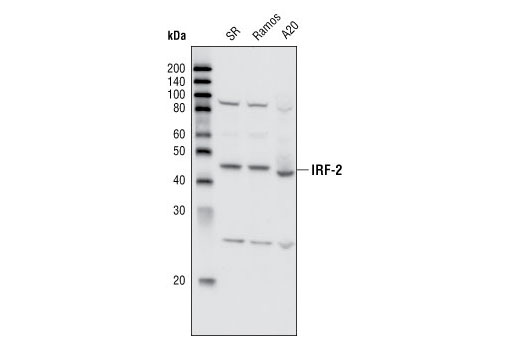 Western Blotting Image 1: IRF-2 Antibody