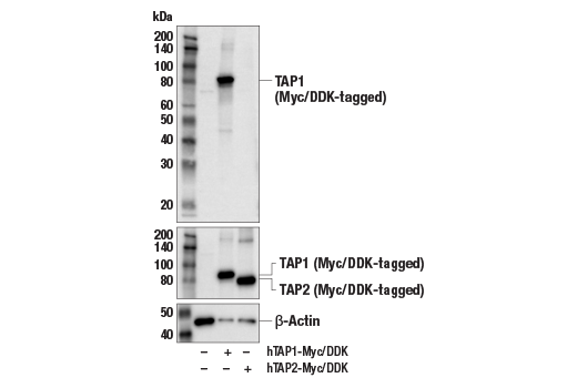  Image 19: MHC Class I Antigen Processing and Presentation Antibody Sampler Kit