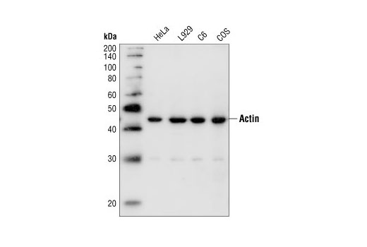 Western Blotting Image 2: Pan-Actin Antibody