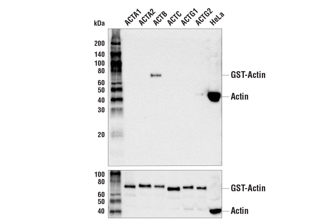Western Blotting Image 2: β-Actin (13E5) Rabbit mAb (BSA and Azide Free)