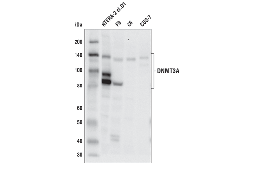  Image 1: DNA Methylation Antibody Sampler Kit