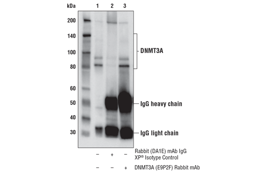  Image 8: DNA Methylation Antibody Sampler Kit