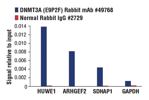 Chromatin Immunoprecipitation Image 3: DNMT3A (E9P2F) Rabbit mAb