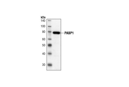 Western Blotting Image 1: PABP1 Antibody